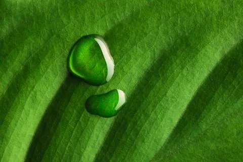 Water drops on leaf Stock Photos