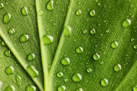 Water drops on leaf Stock Photos