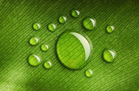 Water drops on leaf Stock Photos