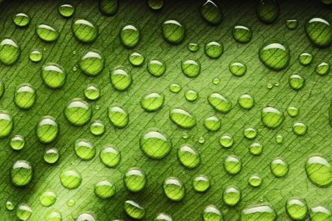 Water drops on leaf Stock Photos