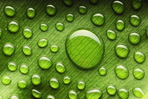Water drops on leaf Stock Photos