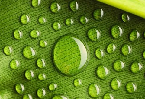 Water drops on leaf Stock Photos