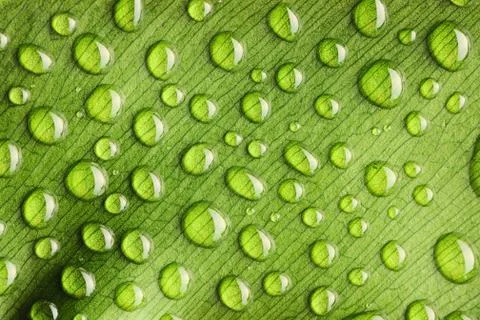 Water drops on leaf Stock Photos