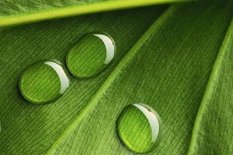 Water drops on leaf Stock Photos