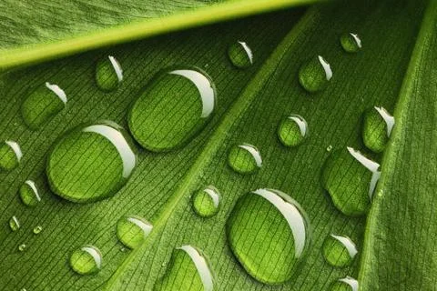 Water drops on leaf Stock Photos