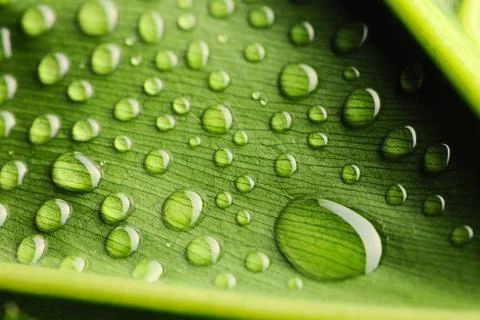 Water drops on leaf Foto stock