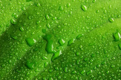 Water drops on leaf Stock Photos