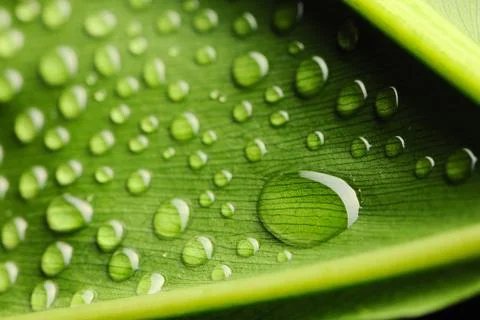 Water drops on leaf Stock Photos