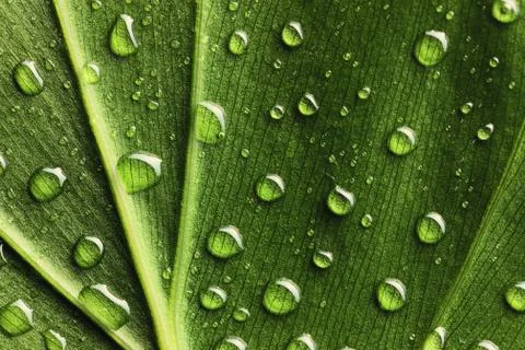 Water drops on leaf Stock Photos