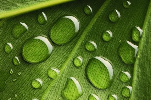 Water drops on leaf Stock Photos
