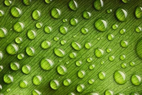 Water drops on leaf Stock Photos