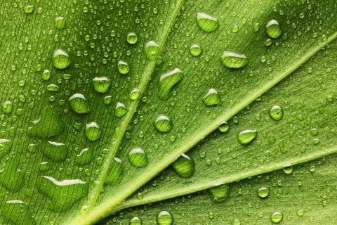 Water drops on leaf Stock Photos