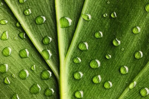 Water drops on leaf Stock Photos