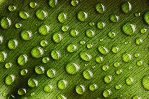 Water drops on leaf Foto stock