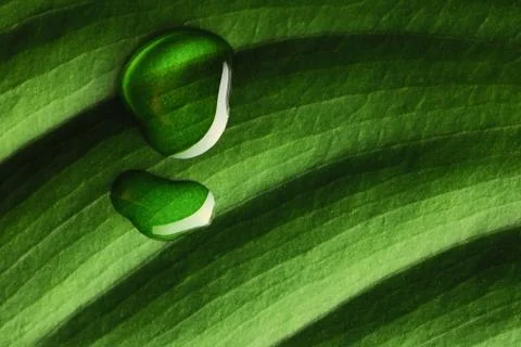 Water drops on leaf Stock Photos