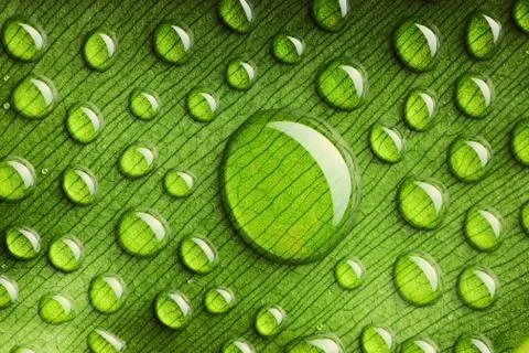 Water drops on leaf Foto stock