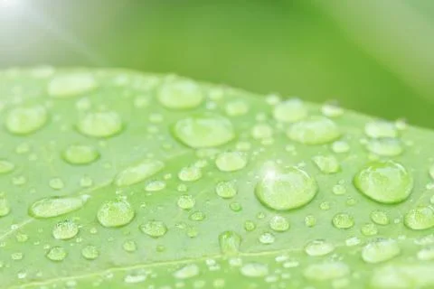Water drops on leaf Stock Photos