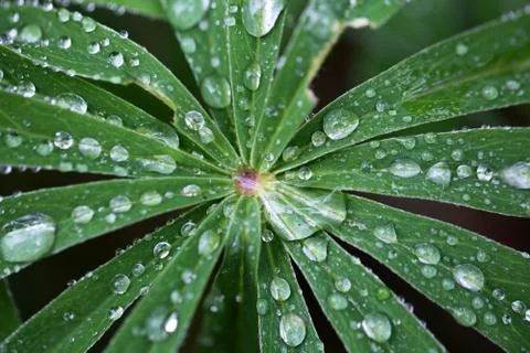 Water drops on a leaf Stock Photos