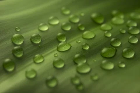 Water drops on a leaf. Stock Photos
