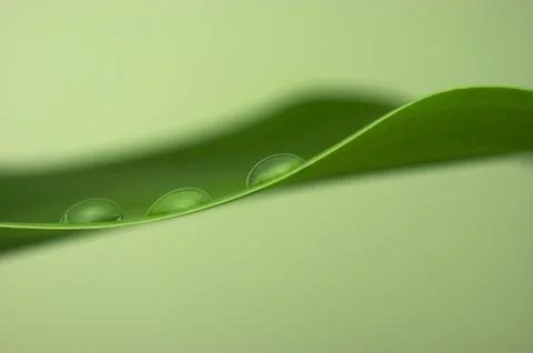 Water drops on a leaf. Stock Photos