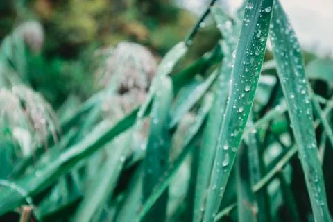Water drops on the leaf Stock Photos