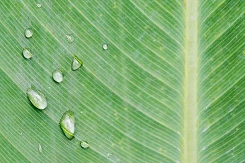 Water drops on a leaf Stockfoto's