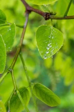 Water drops on a leaf Foto stock