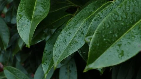 Water drops on a leaf. Stock Photos