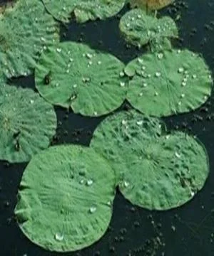 Water drops on leaf Stock Photos