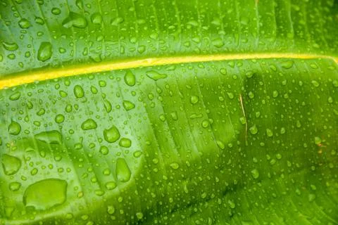 Water drops on a leaf Stock Photos