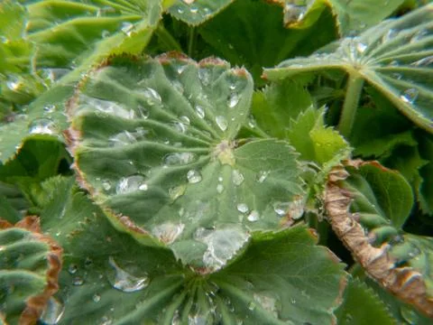 Water drops on a leaf Stock-Fotos