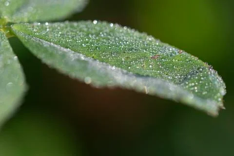 Water drops on a leaf 스톡 사진