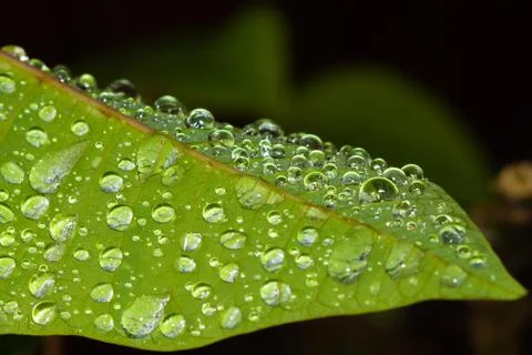 Water Drops on the Leaf. Stock Photos