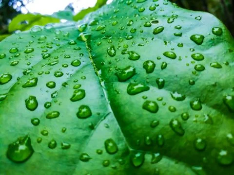 Water drops on leaf. Foto stock