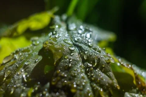 Water drops on leaf Photos
