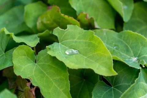 Water drops on a leaf Stock Photos