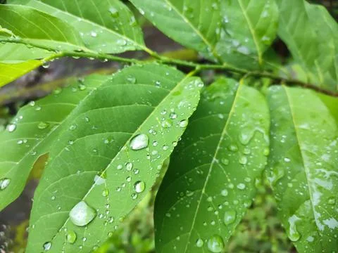 Water drops on leaf Stock Photos