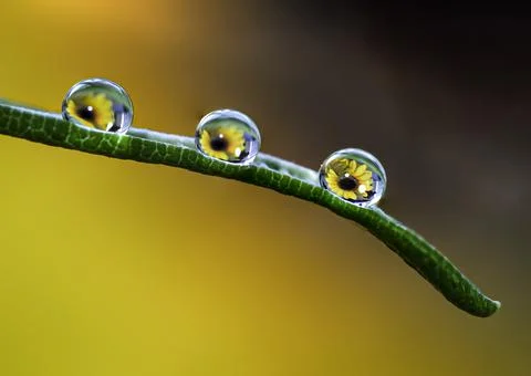 Water drops on the leaf Stock-Fotos