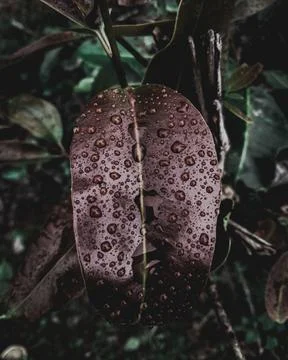 Water drops on leaf Stock Photos