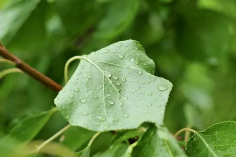 Water Drops On A Leaf Stock Photos