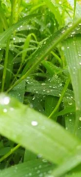 Water drops on a leaf Stock Photos
