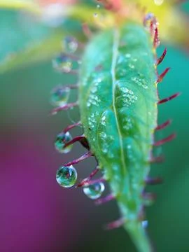 Water drops on a leaf Stock Photos