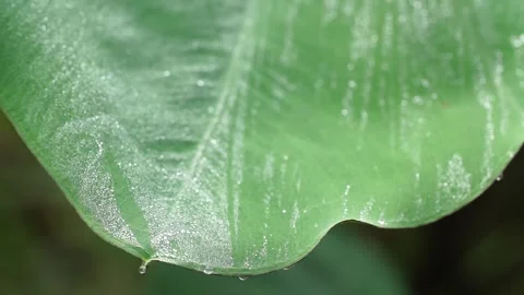 Water drops on leaf, rain drops on leaf Stock Footage 310345538