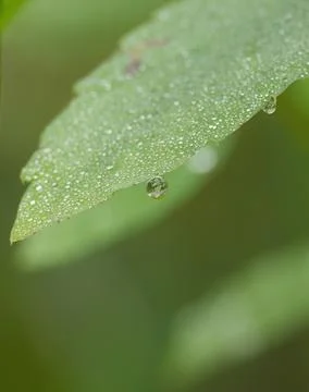 Water drops on a leaf, raindrops, drops sparkle in the light Stock Photos