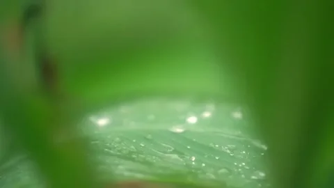 Water drops on a Leaf, rainy drops Stock Footage 310465076