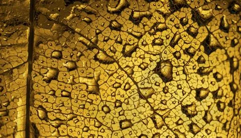 Water drops on a leaf skeleton nerves, on golden background Stock Photos