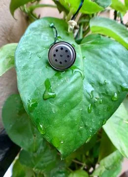 Water drops on a leaf with a speaker on it Stock Photos