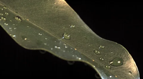 Water drops on leaf. Ultra slow motion hispeed 5000fps Video stock 93243953