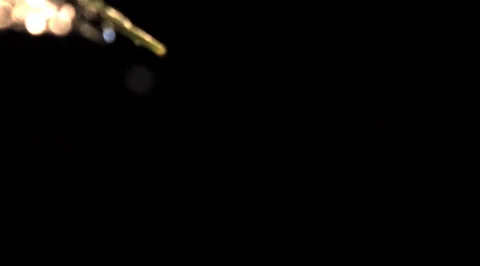 Water drops on leaf. Ultra slow motion hispeed 5000fps Video stock 93244776
