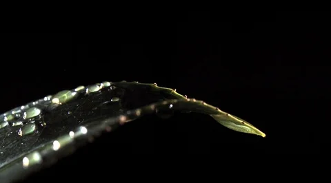 Water drops on leaf. Ultra slow motion hispeed 5000fps Video stock 93245341